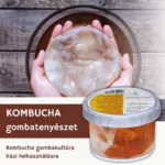 kombucha gombatenyészet házi felhasználásra